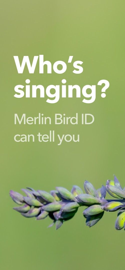 Merlin Bird ID by Cornell Lab  Screenshots
