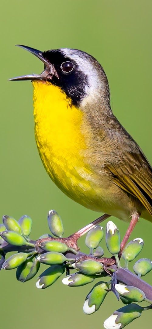 Merlin Bird ID by Cornell Lab  Screenshots