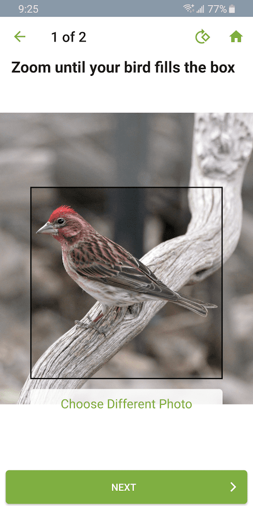 Merlin Bird ID by Cornell Lab  Screenshots